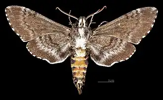 ♂ △