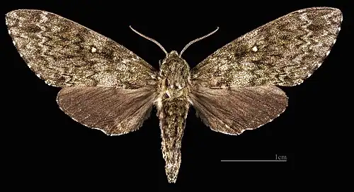 Dolbina exacta ♀