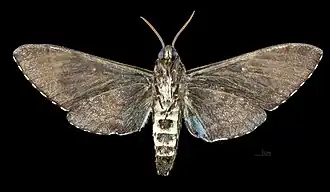 Female ventral