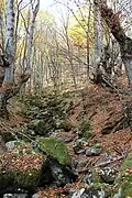 Borinska river bed.