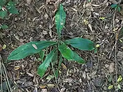 A young specimen.