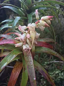 The inflorescence