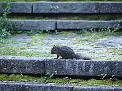 Gray squirrel
