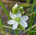An atypical D. anglica flower with 6 petals