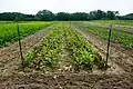 Beets