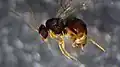 Druon quercuslanigerum sexual female