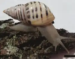 Drymaeus poecilus