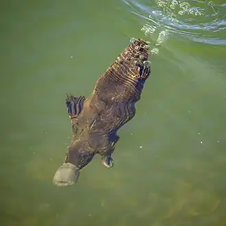Diving