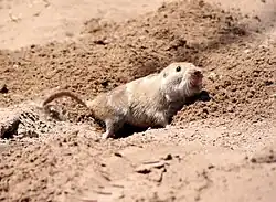 Brown rodent