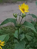 Silphium perfoliatum (cup plant) flowers in Lower Saxony, Germany