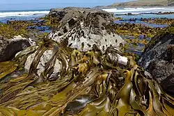 D. poha at Pūrākanui Bay, Otago