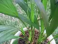 Chrysalidocarpus lutescens as a potted houseplant.