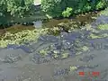 Oiled vegetation upstream of Ceresco Dam