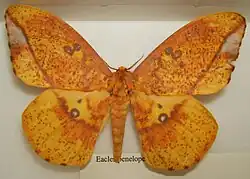 E. penelope female