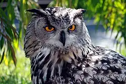 Long-eared owls.