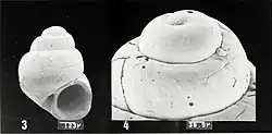 Eatonina laurensi