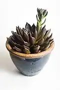 Echeveria cv. 'Black Prince'