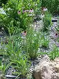 In cultivation at the Minnesota Landscape Arboretum