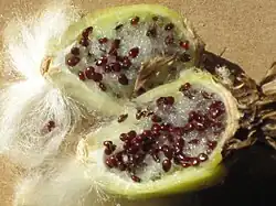 Seeds