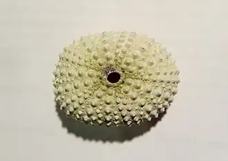 Echinometra mathaei dried test