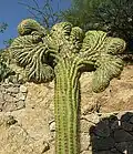 Crested plant
