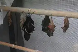 Emerging from pupa