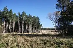 Open breckland meets dense forest