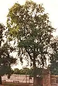 Semi-pendulous Ulmus, form resembling Downton Elm, The Meadows, 1989