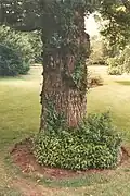 Bark of 'Monumentalis', RBGE tree C2713 (1989) (see 'Cultivation')
