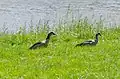 Male (left) herding a female (right)