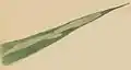Mined Phragmites leaf