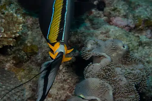 Showing tail spines
