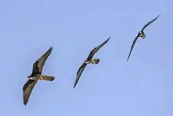 In flight composite