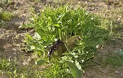 E. intortum