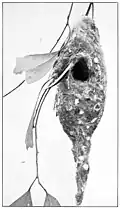 Nest of subspecies exsul. From Emu, 1912[27]