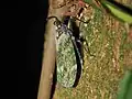 Enchophora stillifera, Costa Rica