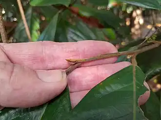 Growing tip