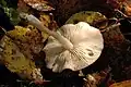 Cap underside