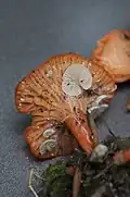 Entoloma parasiticum on Cantharellus fruit body, USA
