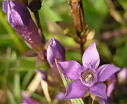 Chiltern gentian