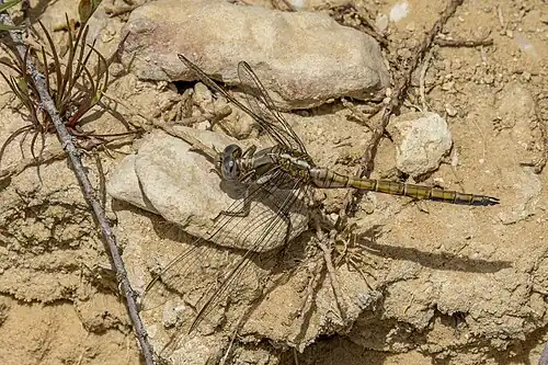 Immature male