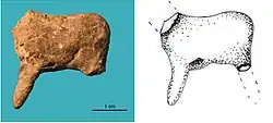 Epigravettian ceramic figurine of a horse or deer, Vela Spila, Croatia, dated to 15,400-14,600 BP.[12]