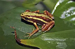 A photo of a Epipedobates tricolor on a leaf