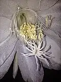 Detail of the reproductive parts of a bloom