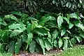 Epipremnum giganteum in its native range