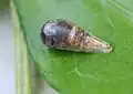 Pupa soon before emergence
