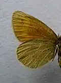 Erebia claudina underside