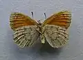 Erebia tyndarus underside