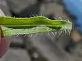 Leaf bases have some long margin hairs