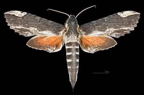 Female dorsal view
